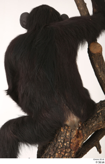 Chimpanzee Bonobo back 0003.jpg